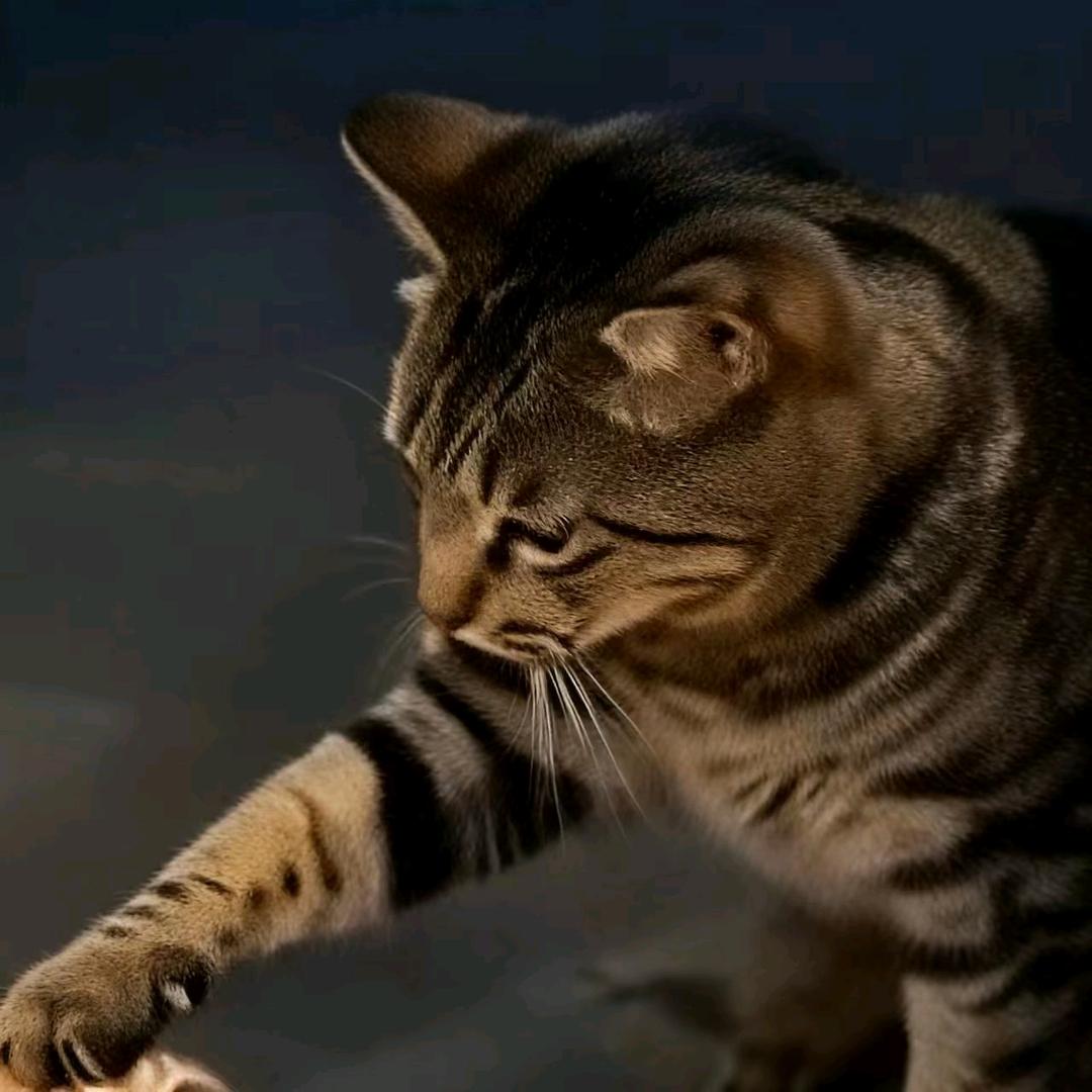 三才