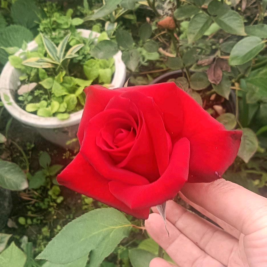 学芬