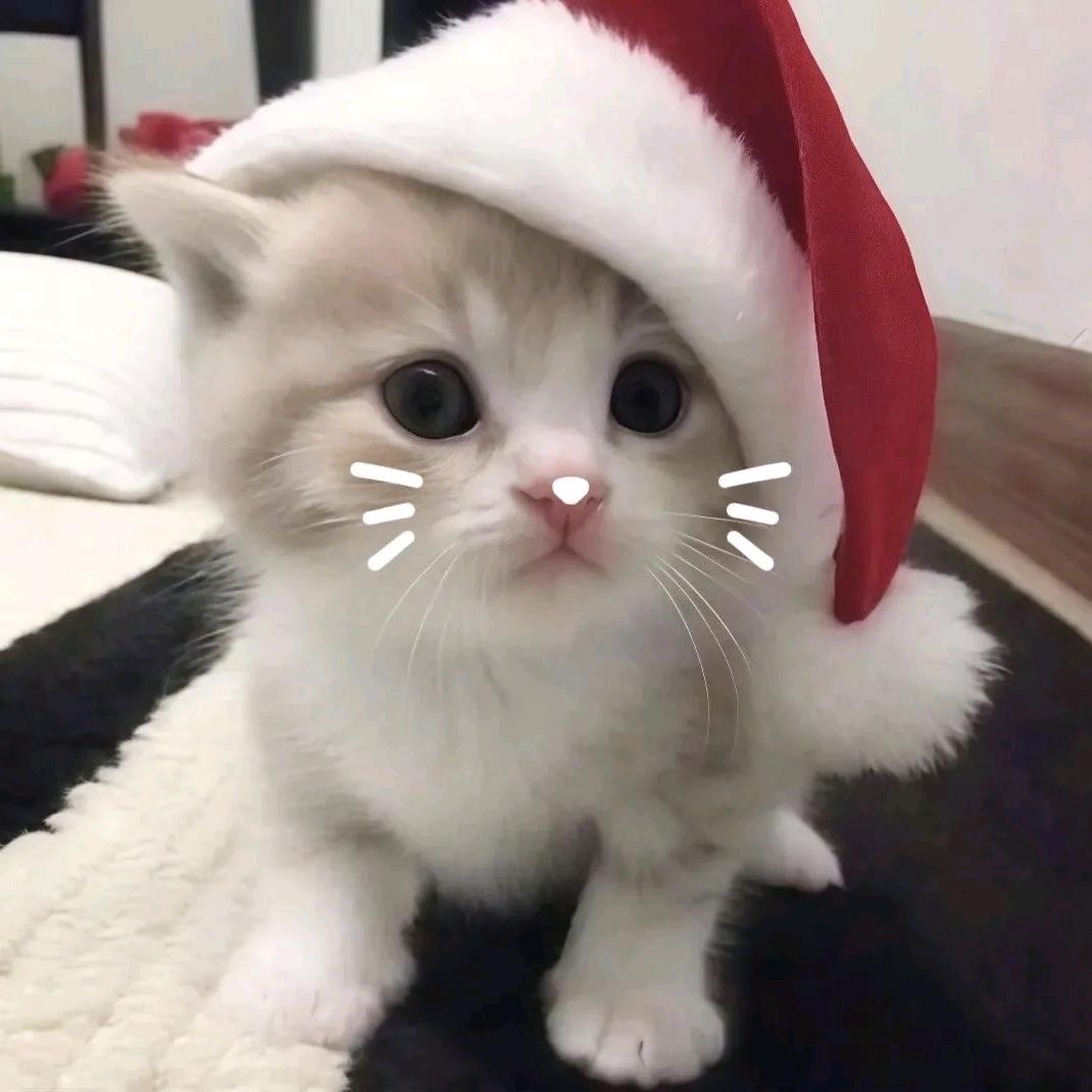 小猫软乎乎🐱