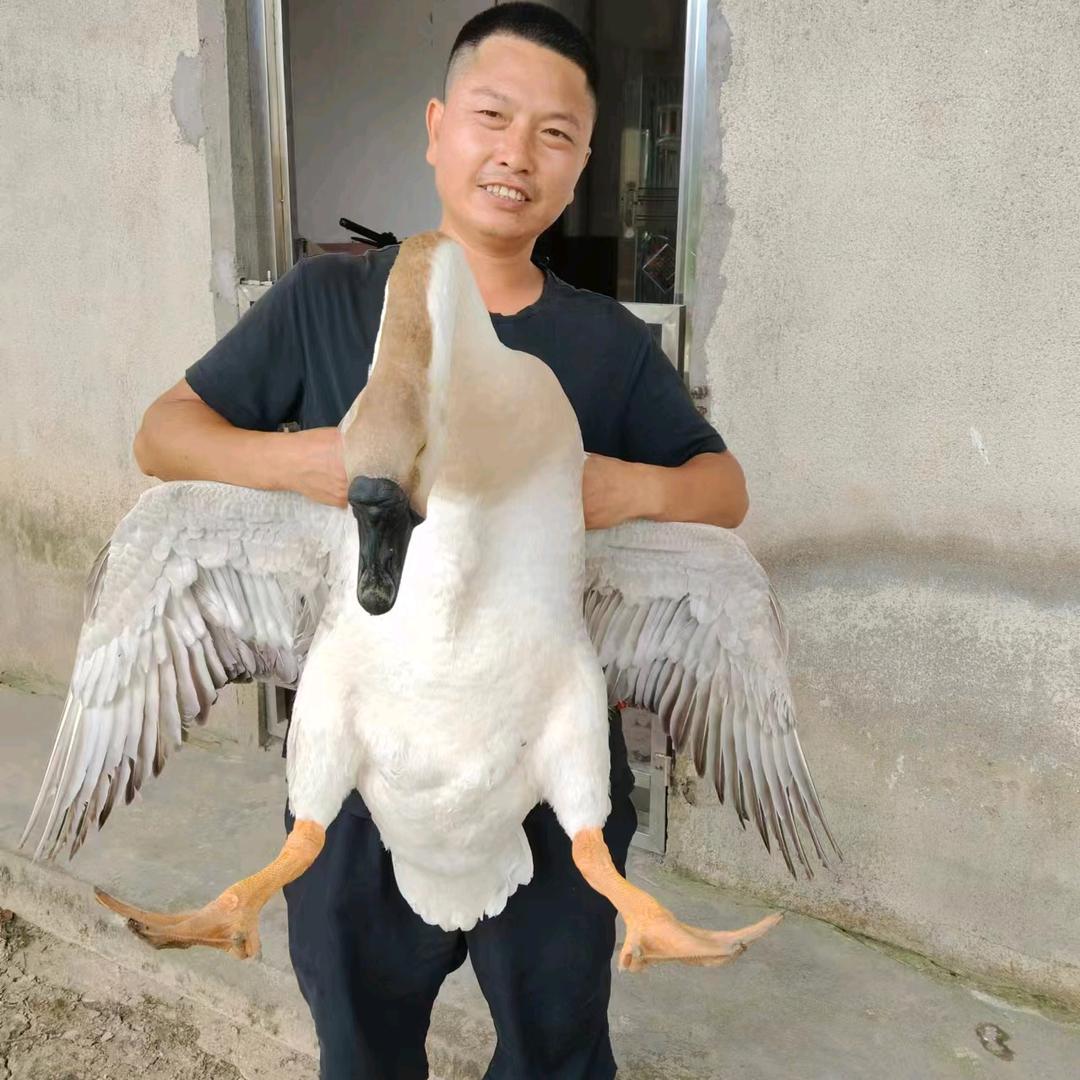 向往明天