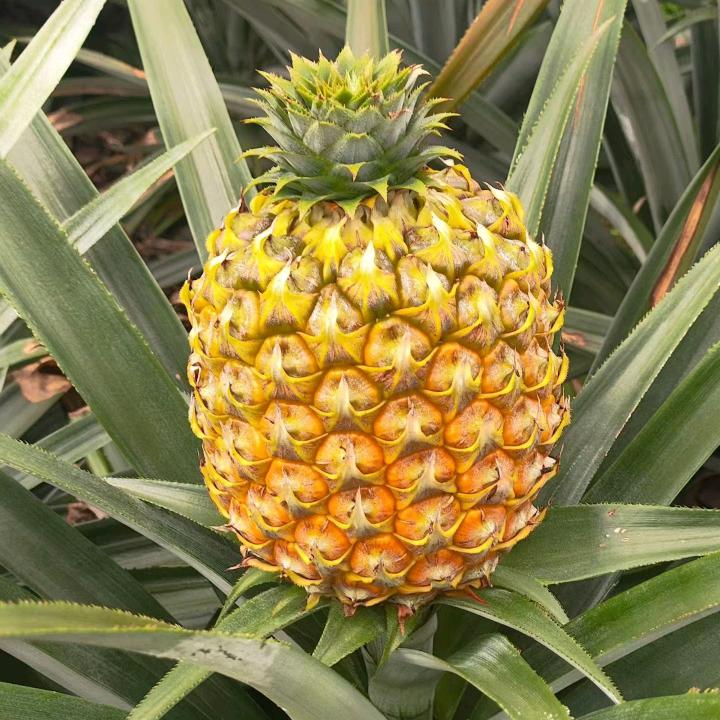 鲜鲜家~芒果凤梨