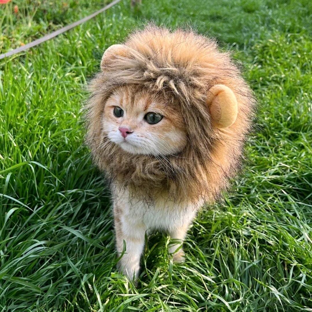 长着翅膀的小羊