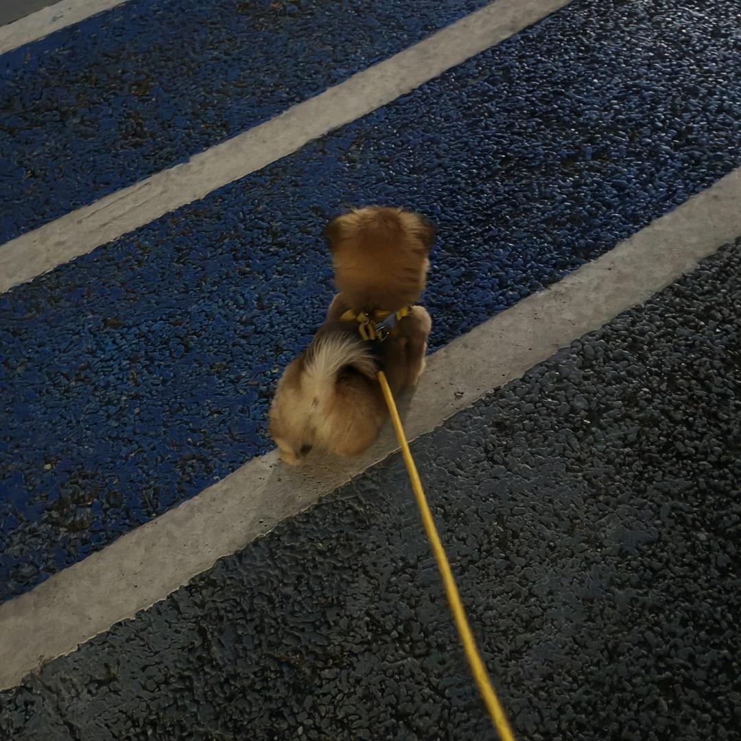 汤圆^
