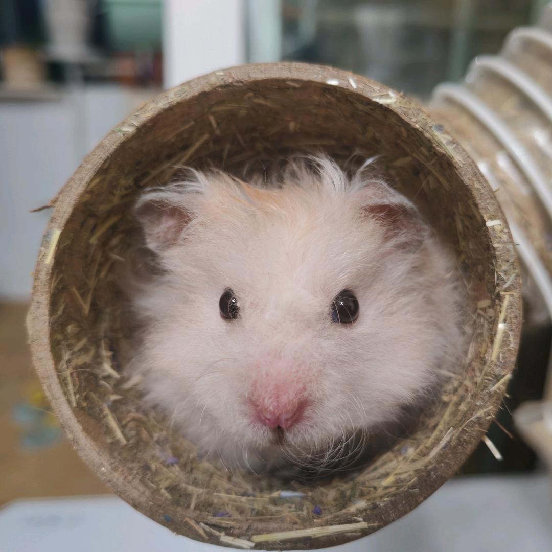 小麻薯