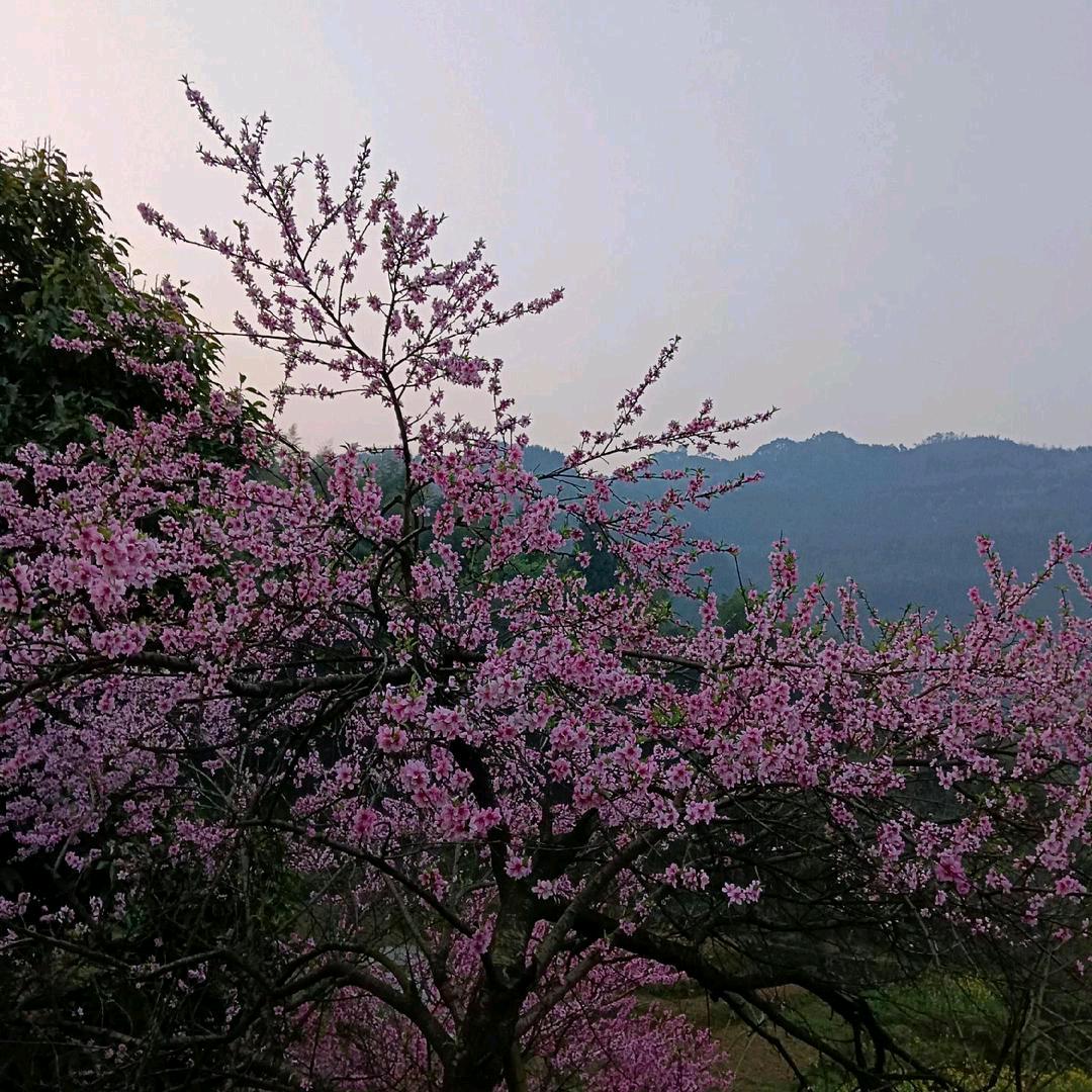 山凤 🌹