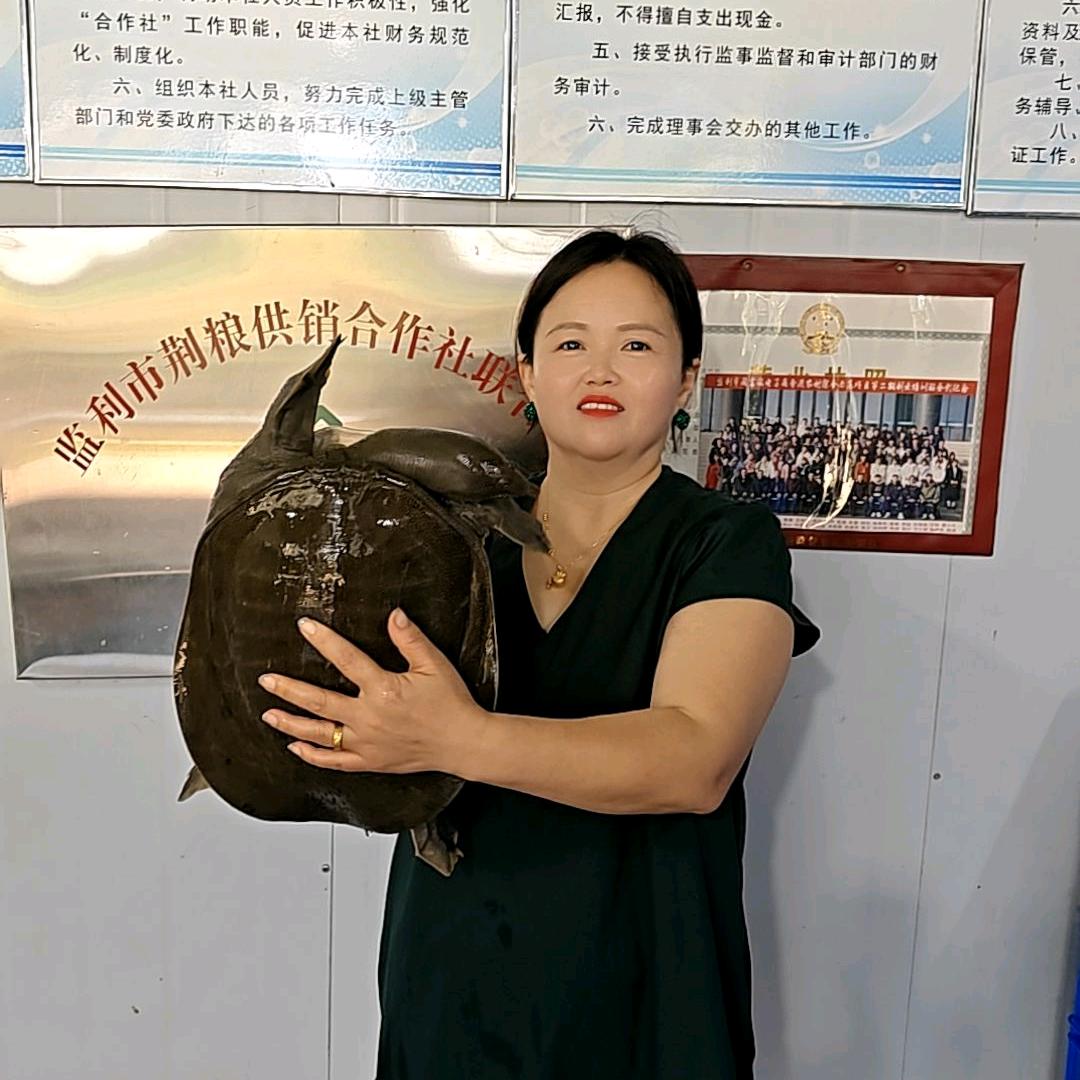 监利汴河甲鱼妹