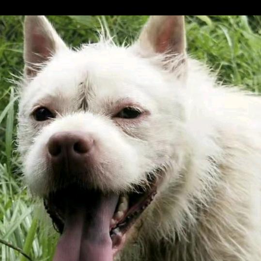 贵州凯里龙伟长期出售下司犬，土猎犬，