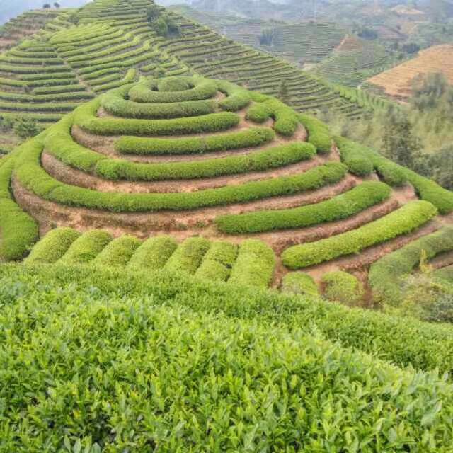梧州六保茶