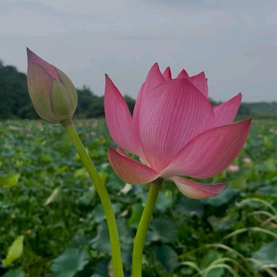 喜喜好物爱分享