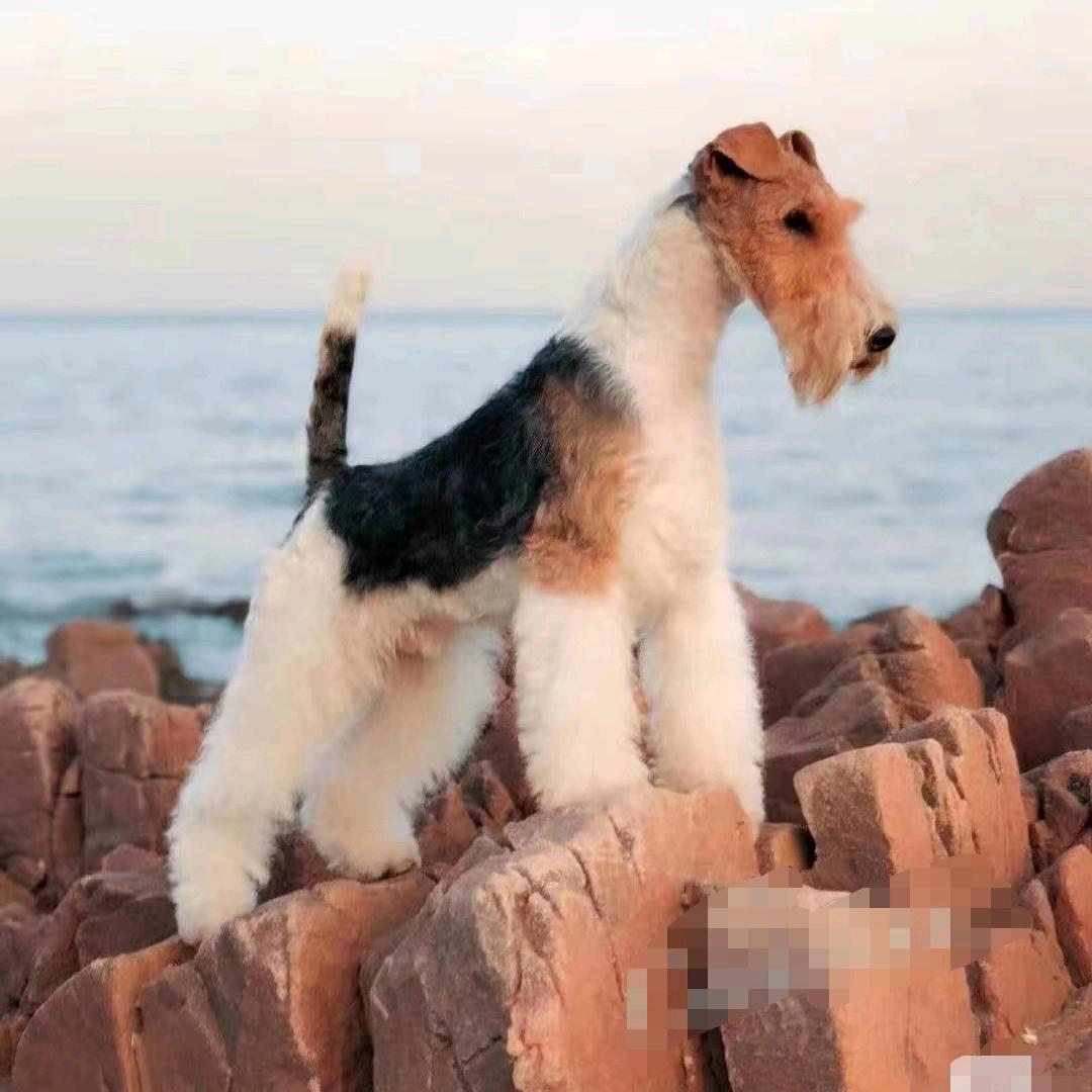妍姐爱梗犬(直播号)