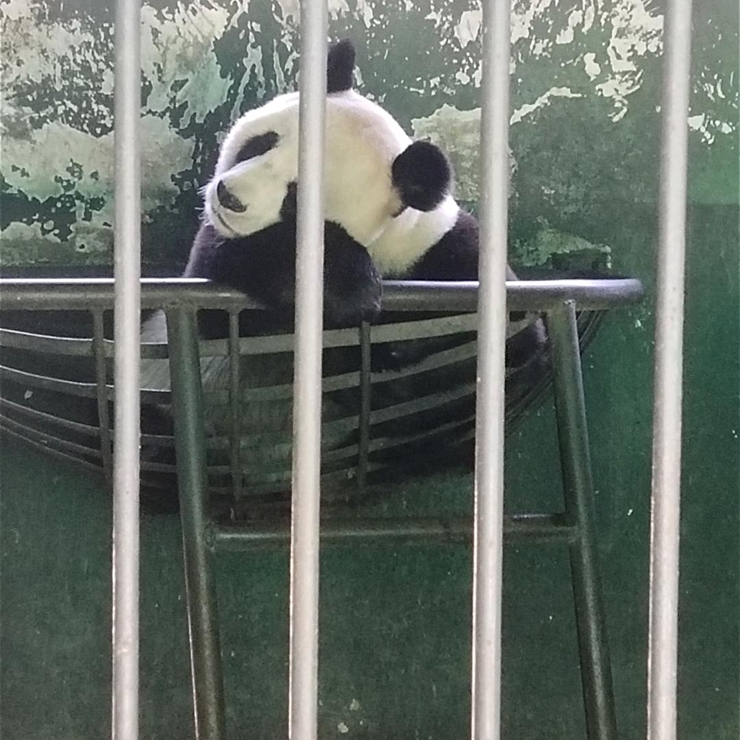 峰哥a