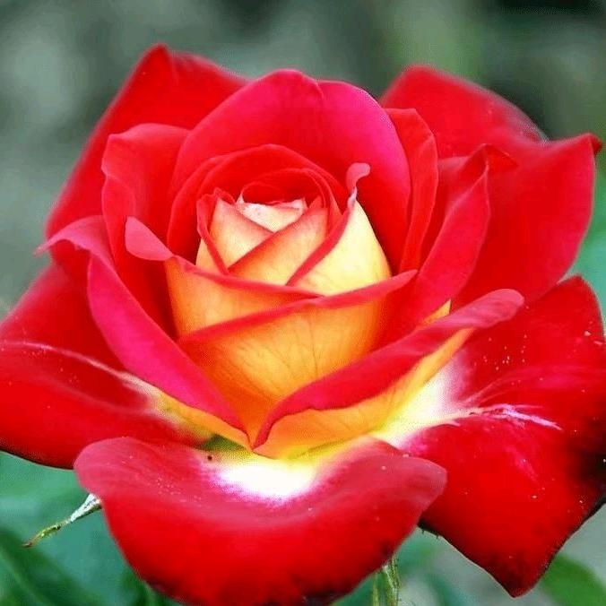 🌈晴空万李浮云❤