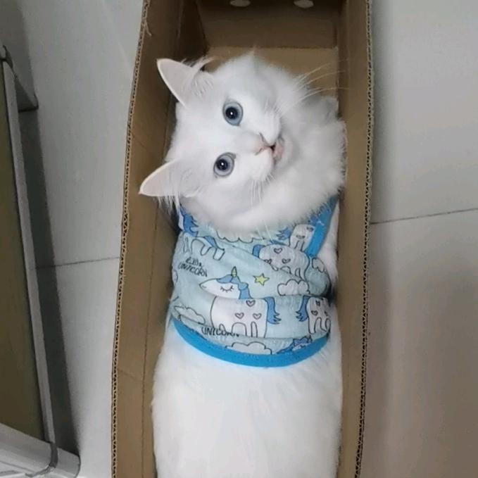 格格巫的喵儿～