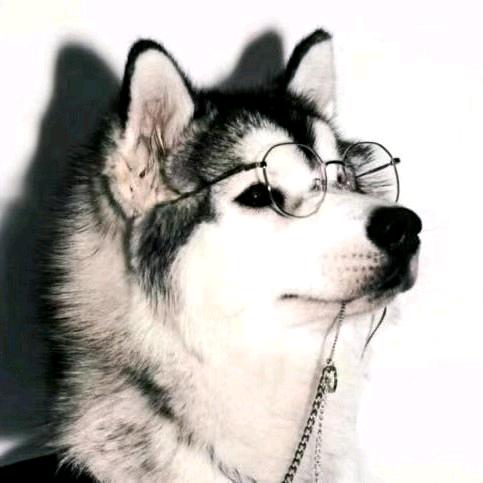 🐶蛋儿