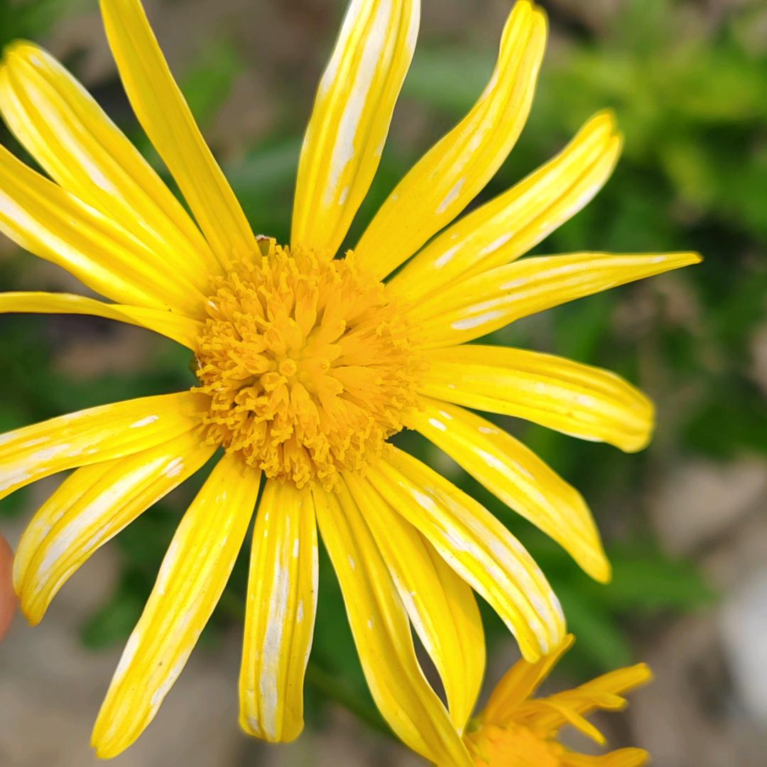 涵涵妈妈(首播)