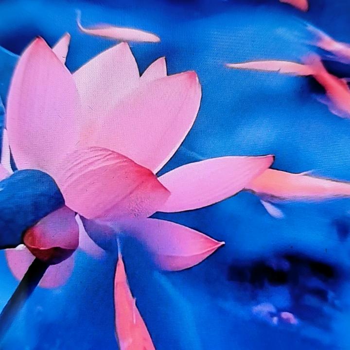 佛缘刘姐