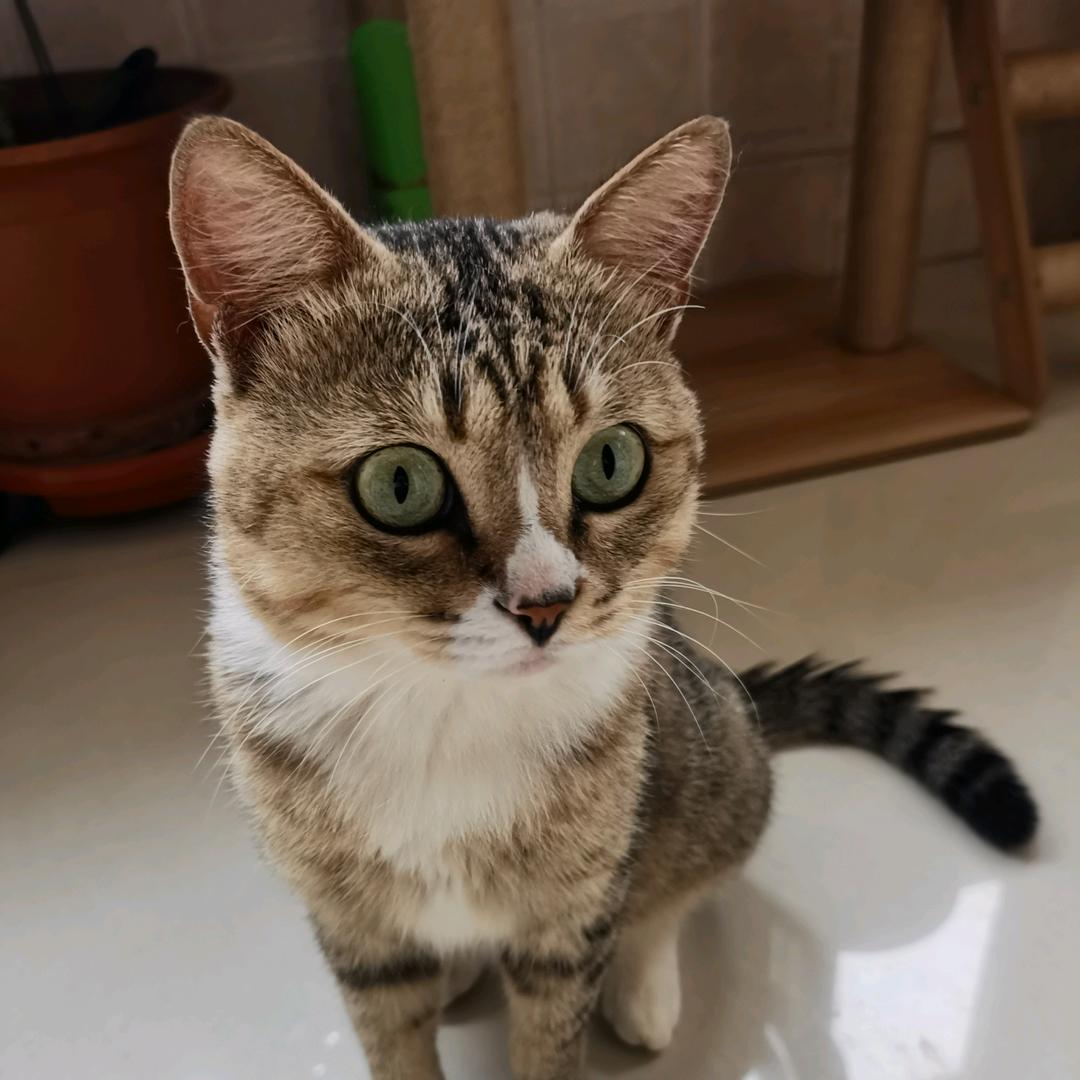 王菲和王咪
