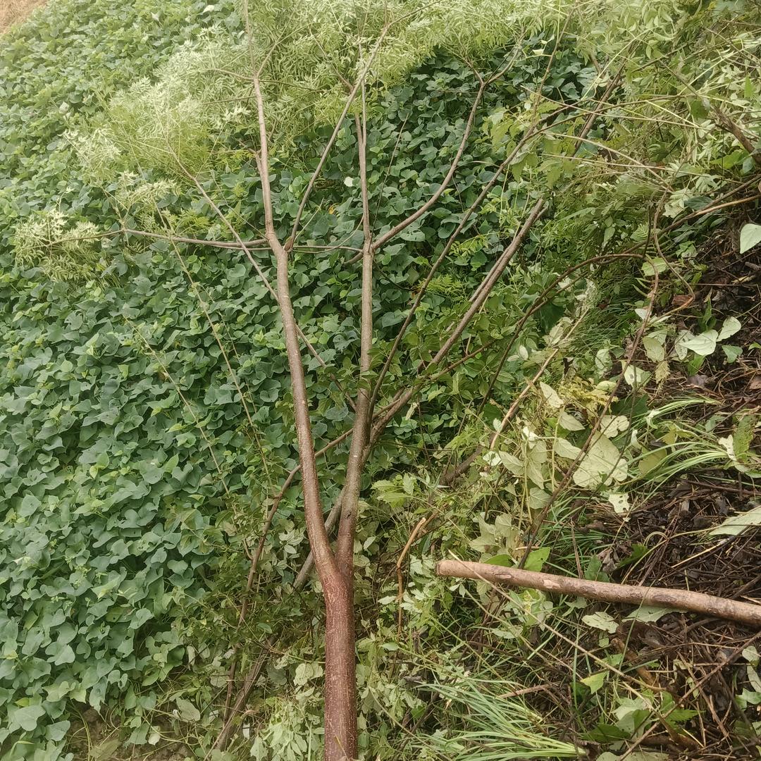 富贵来了