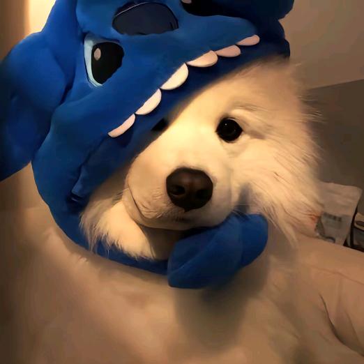 江西应用技术学院阳阳学长（解答版）