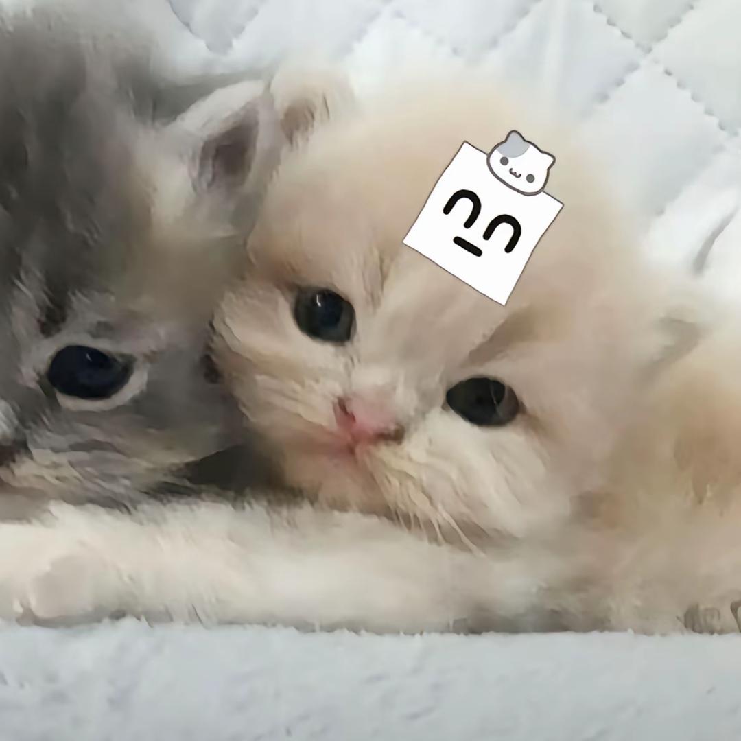 痣痕猫記