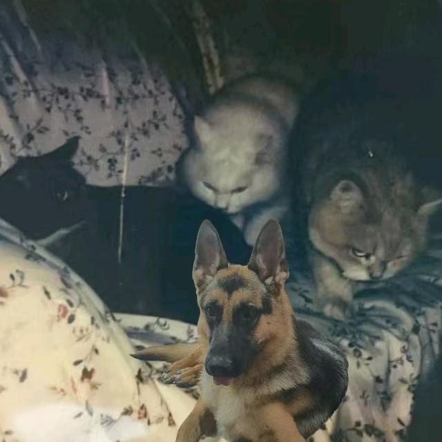 一汪三喵事务所