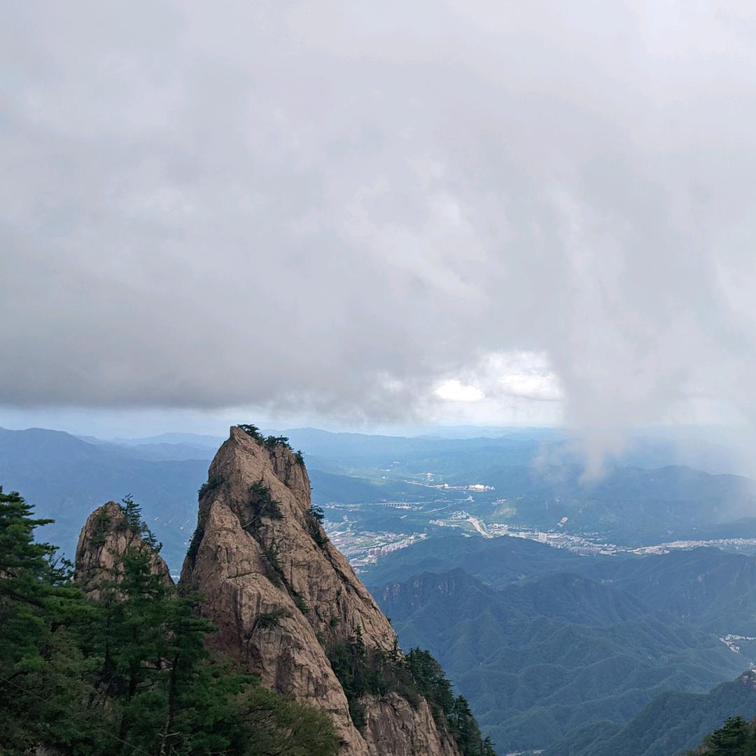 向阳草