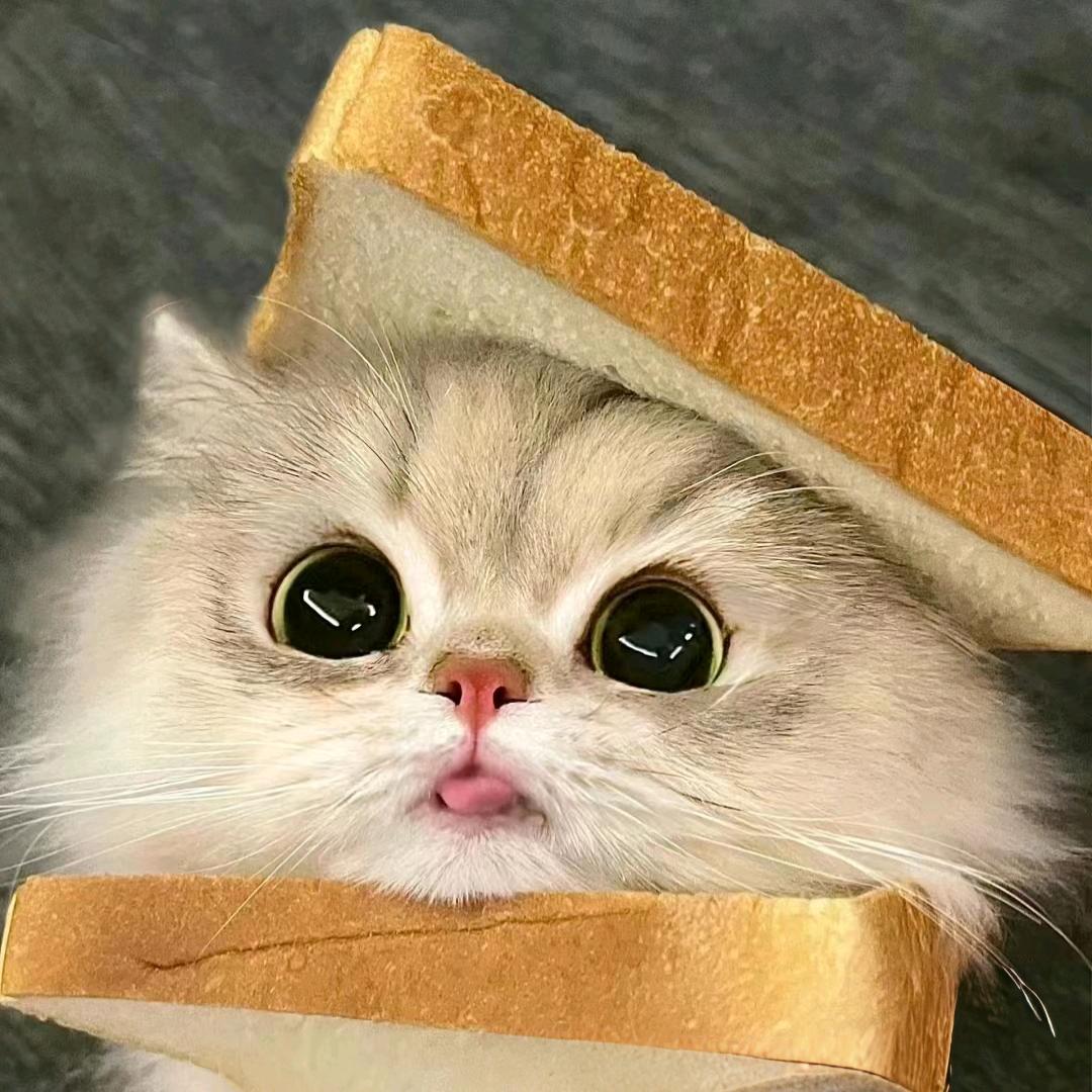 咕叽咕叽好菜🏸