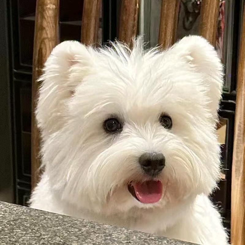 汪星人🐶🐕🐾