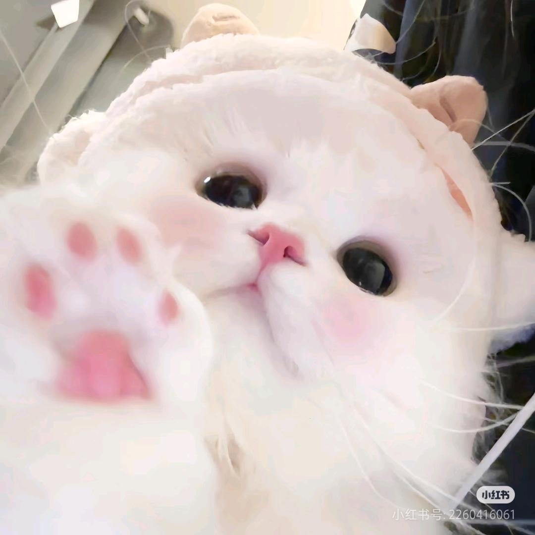 猫港湾.