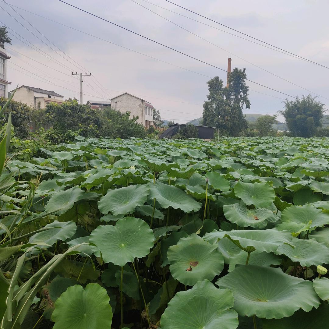 唐莲藕，批发部