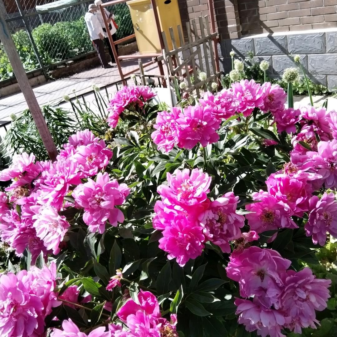 一剪梅