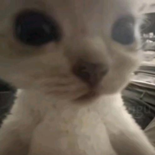 咪咪猪一家