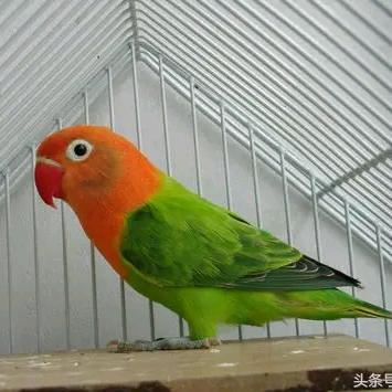 萌萌鹦鹉
