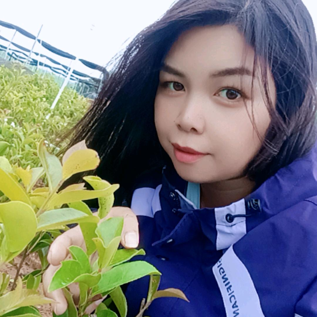 油茶苗小陆