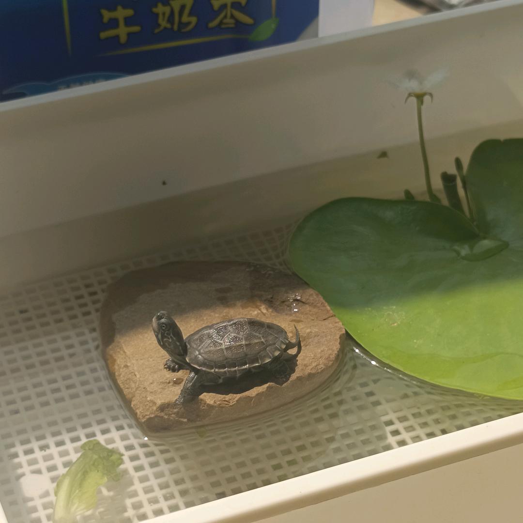 晨晨518