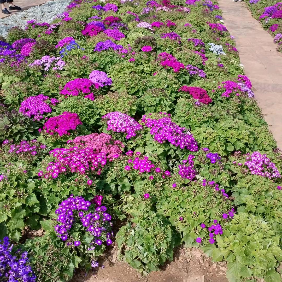 凯越机车525X小号