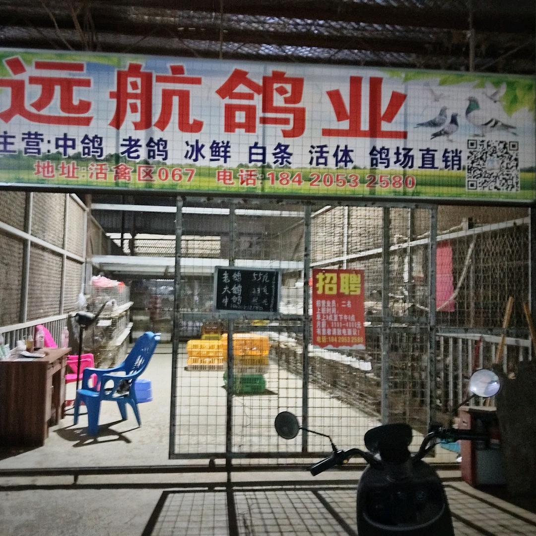 远航鸽业鸽子批发