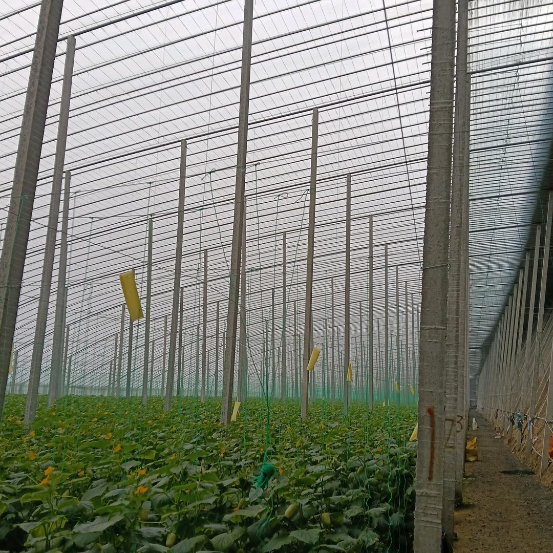联民温室.   专业建棚