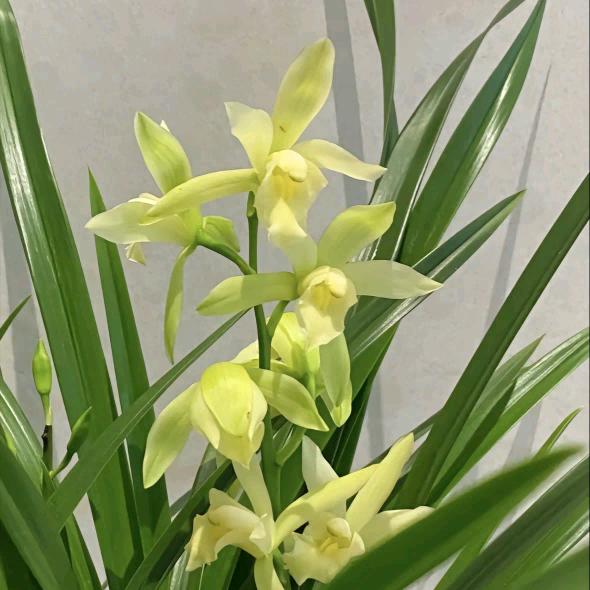 安溪县城厢屿乾百货商行（个体工商户）