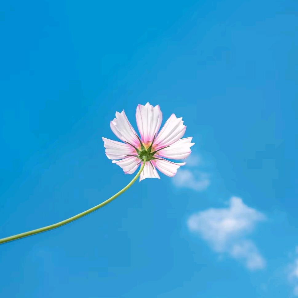 一朵小花