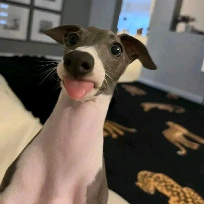 爱吃蘑菇