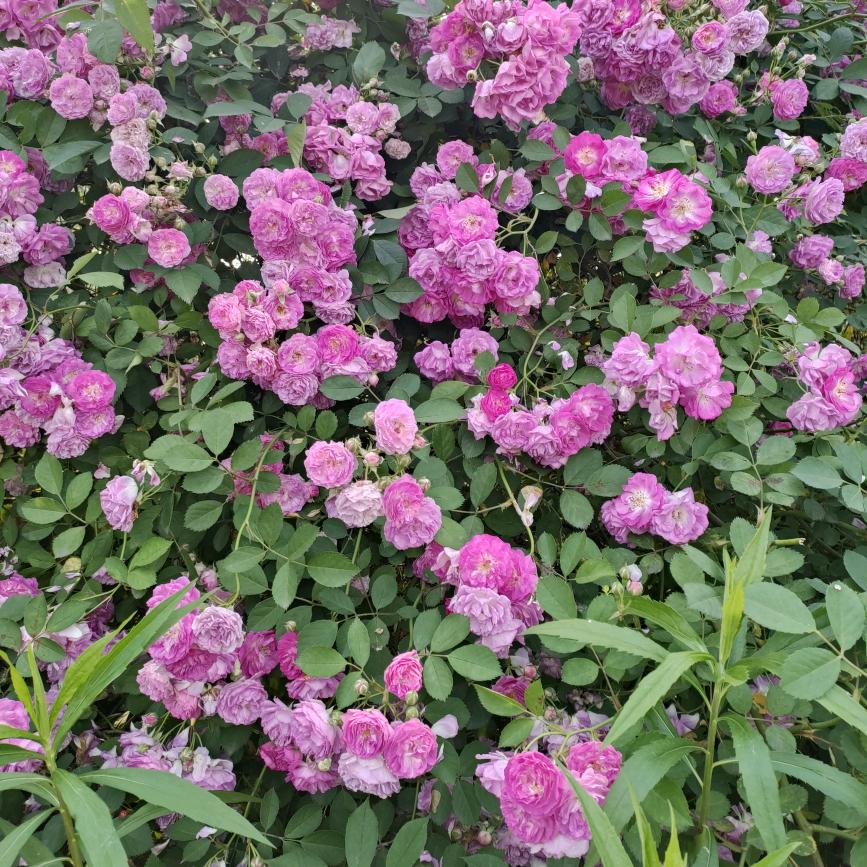 @静✺◟(∗❛ัᴗ❛ั∗)◞✺: