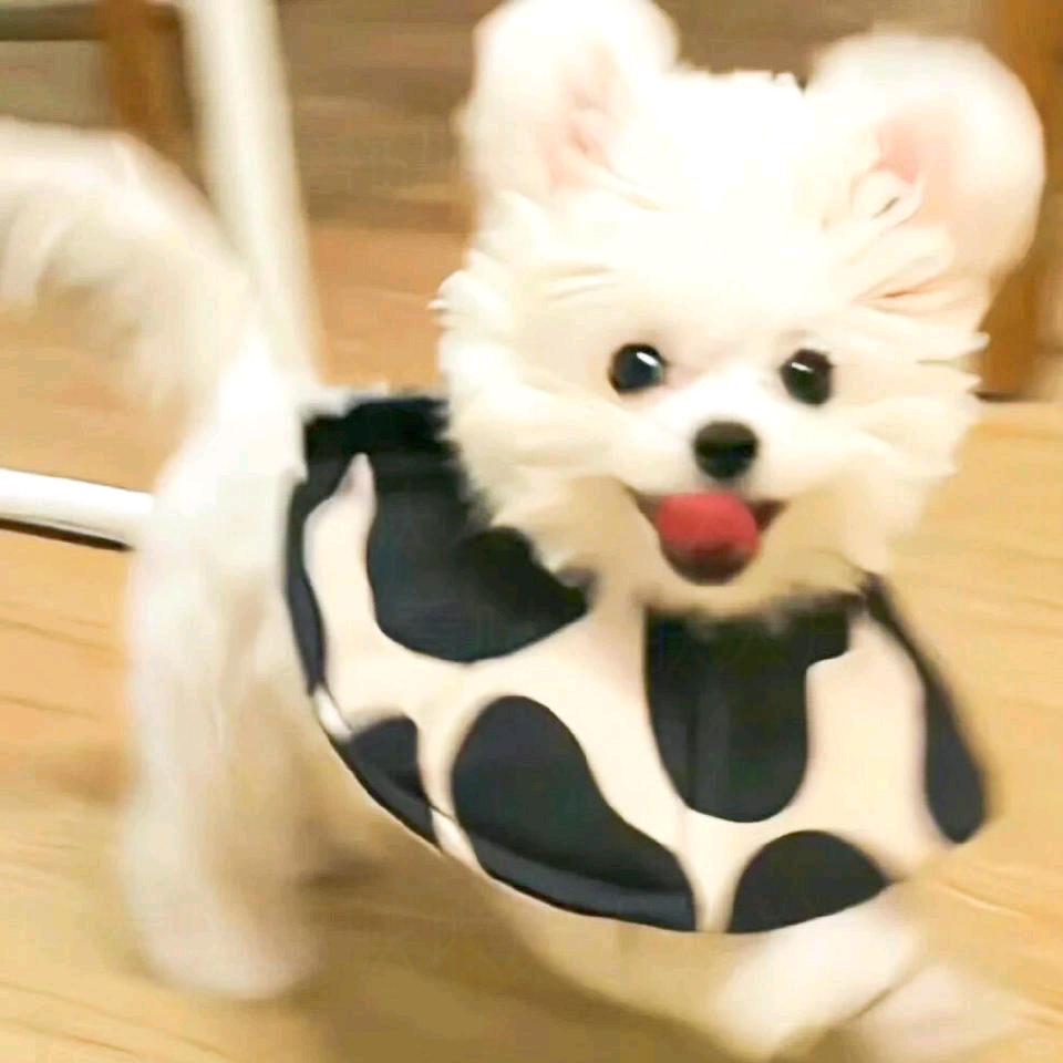 Winky闪闪