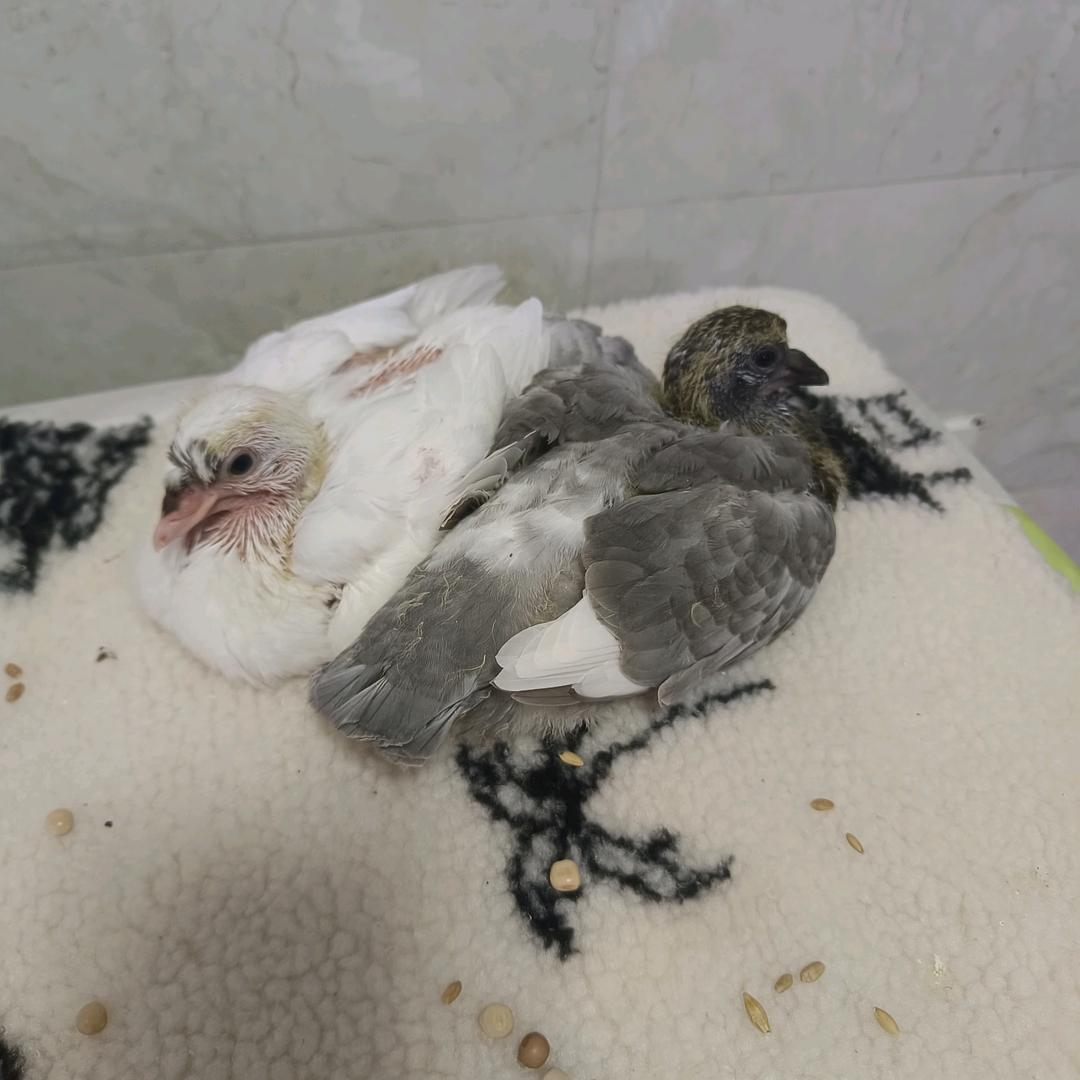 三只鸽子（首播）