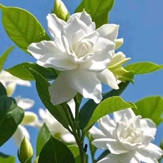 @小莉伢🍬拒私聊