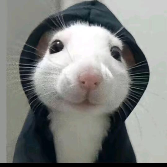 🐭