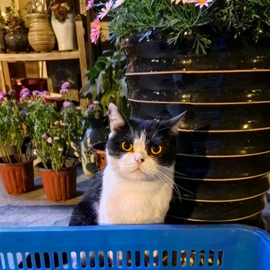 招财酱酱