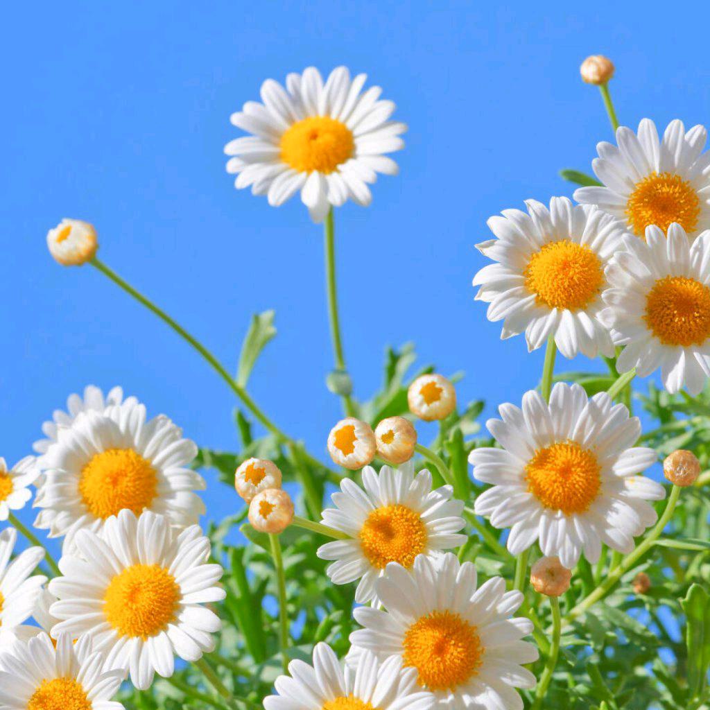 🌈若曦🌸☘️晨曦🌻