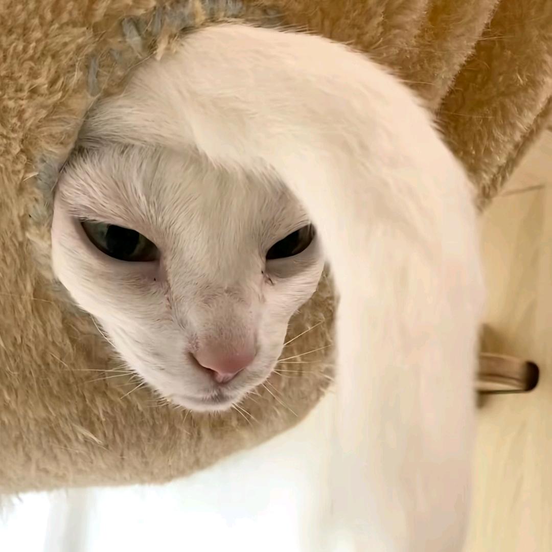 _烟青云少·（关注上限）