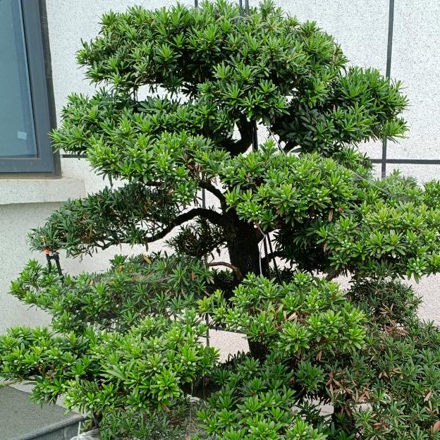 桃源冰哥